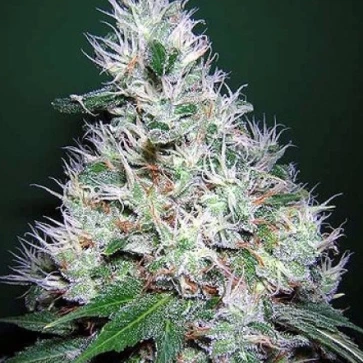 Насіння конопель Auto Bubble Gum Feminised Gold